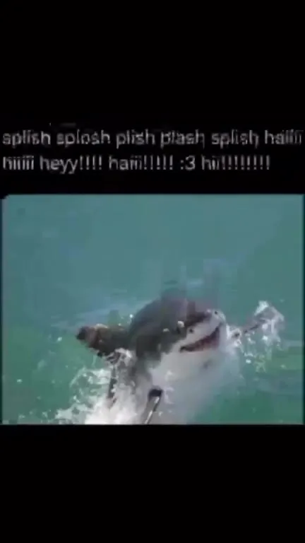Happy Shark Says Hi