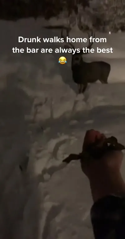Drunk Deer Walks Home