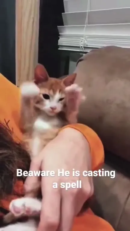 Kitten Casting a Spell