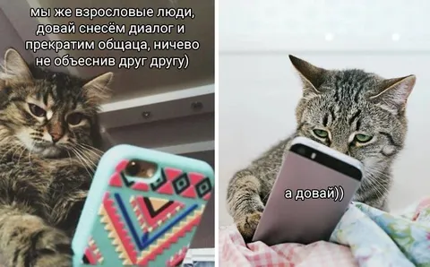 Взрослый разговор с котом