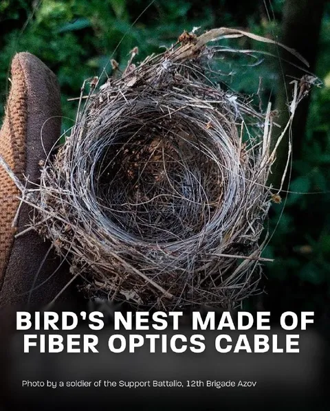 Bird's Nest Made of Fiber Optics
