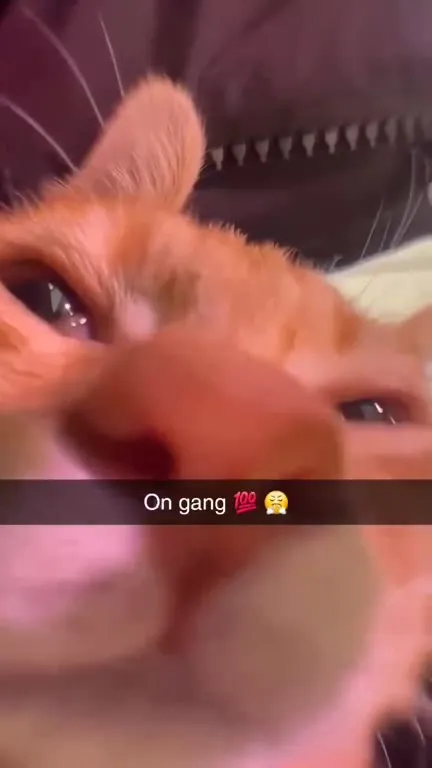 On Gang Cat Babbling
