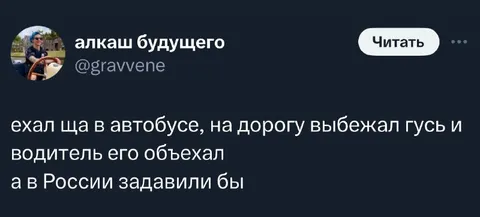 Гусь на дороге в России