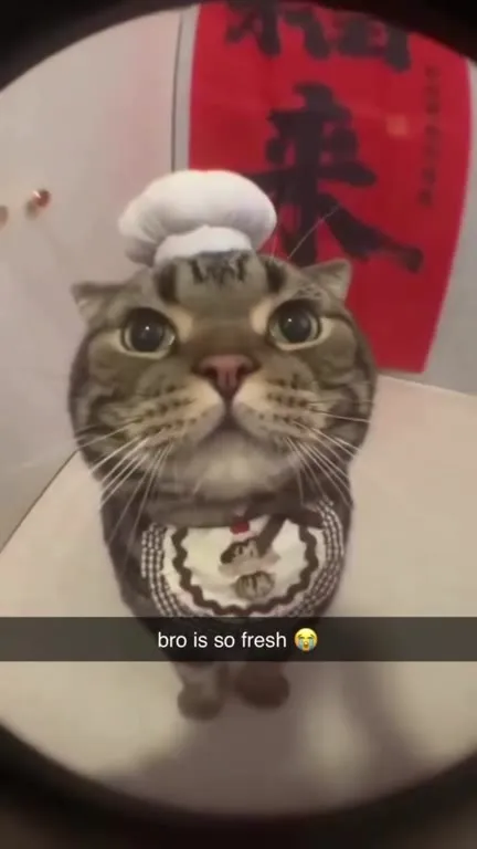 Bro Is So Fresh Cat
