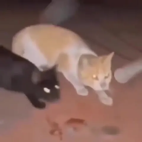 Коты танцуют под бит