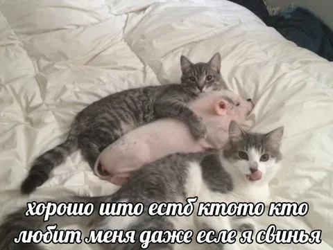 Коты любят даже свинью