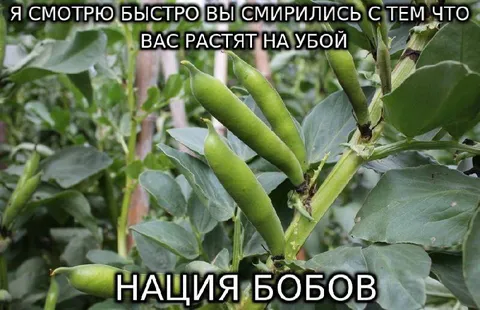 Нация бобов наблюдает
