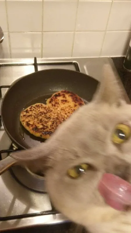 Голодный кот и блин