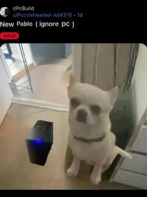 Confused Dog Says What