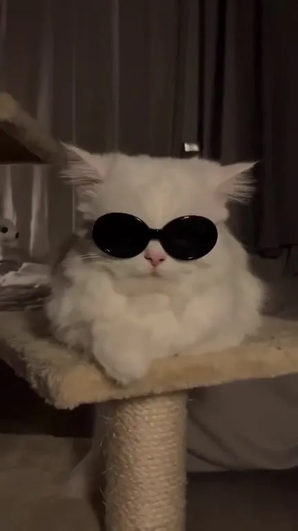 Белый кот в чёрных очках
