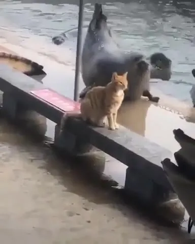 Кот и любопытный тюлень