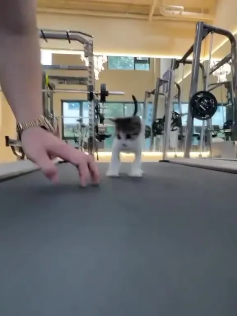 Котёнок на беговой дорожке