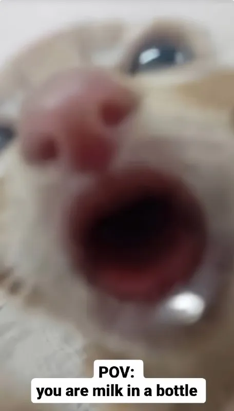 Cat Sees Milk in a Bottle