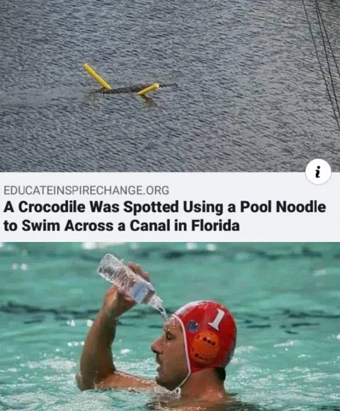 Crocodile Uses Pool Noodle