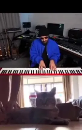 Кот слушает пианиста