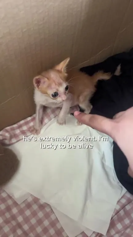 Violent Kitten Attack
