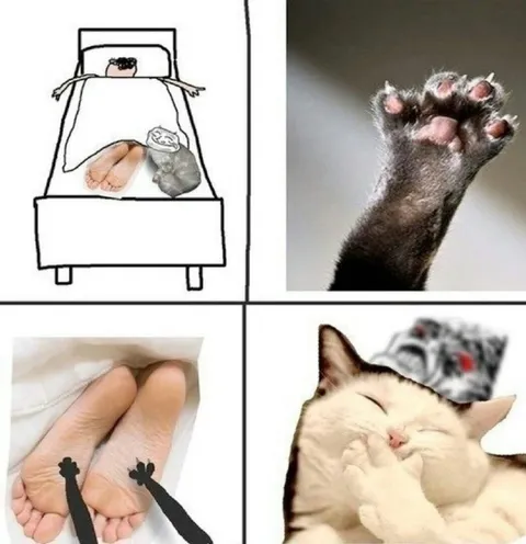Кот не даёт спать ночью