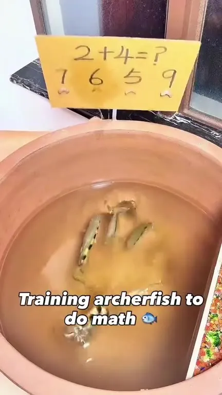 Training Archerfish to Do Math