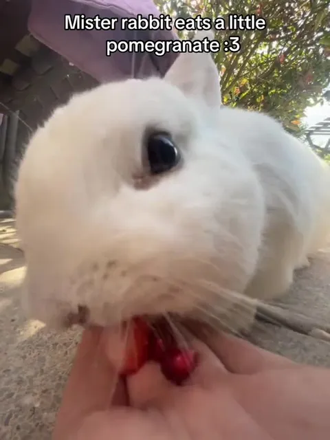 Mister Rabbit Eats Pomegranate