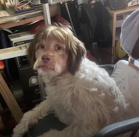 Собака с человеческим лицом