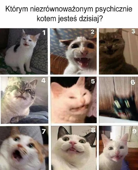 Którym kotem jesteś dzisiaj?