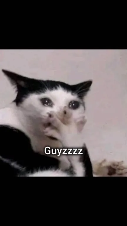 Cats Struggle With English