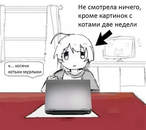 Котики две недели подряд