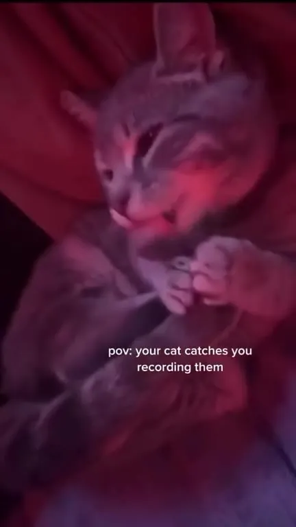 Cat Catches You Recording Them