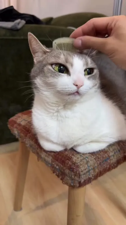 Кот наслаждается расчёской
