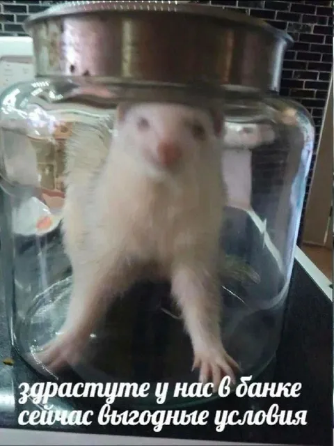 Хомяк в банке предлагает условия