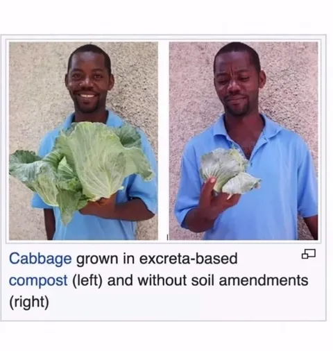 Cabbage Compost Comparison