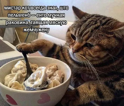 Мистар Кот и пельмень