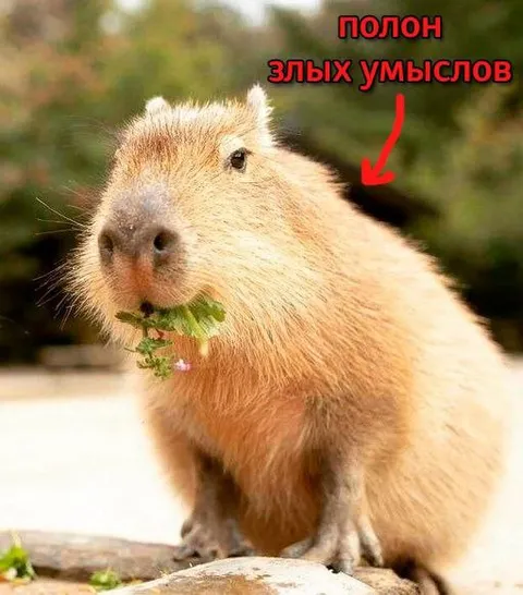 Капибара полон злых умыслов