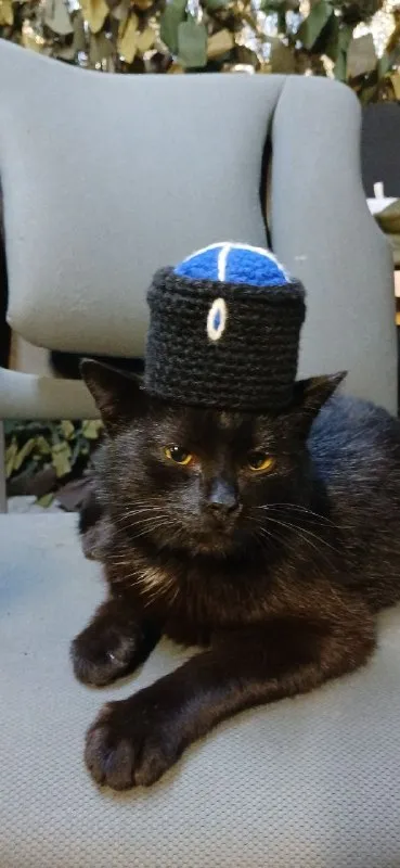 Кот в смешной шапке