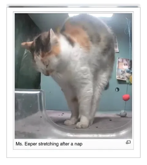 Ms. Eeper Stretching After a Nap