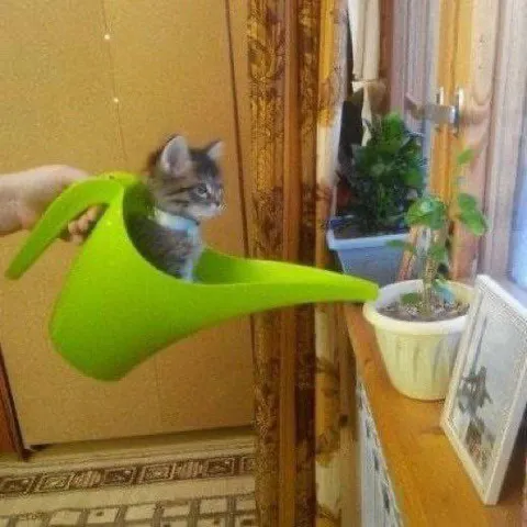Котёнок в лейке