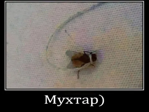 Мухтар на белой ткани