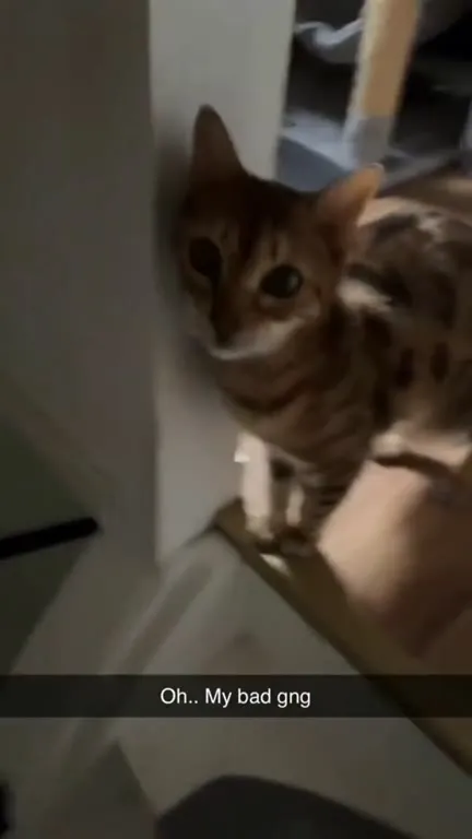 Cat Says My Bad Gng