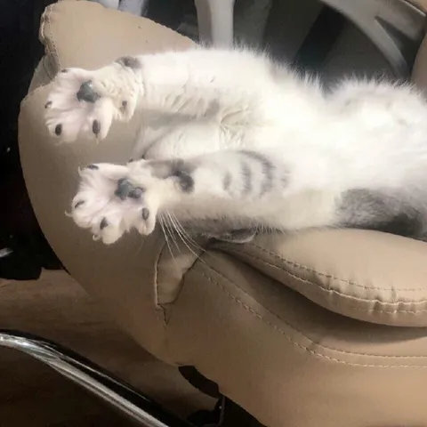Кот показывает лапки