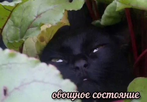 Овощное состояние кота