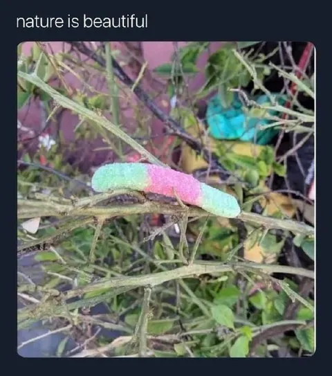 Nature Is Beautiful Caterpillar