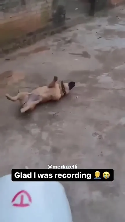 Glad I Was Recording the Dog Fight