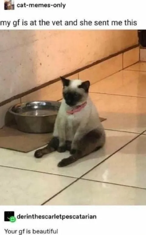 Girlfriend Sent a Cat Photo