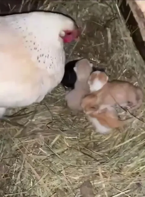 Котёнок среди цыплят