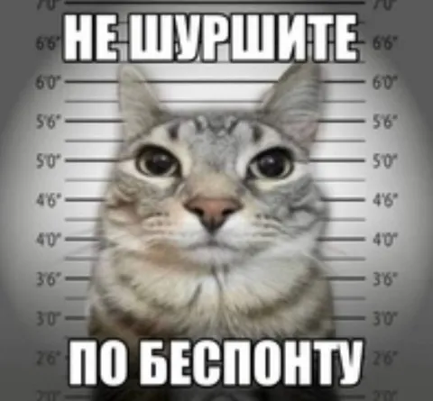 Кот на допросе по беспонту