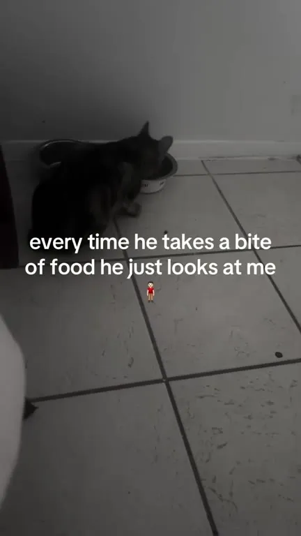 Cat Looks After Every Bite