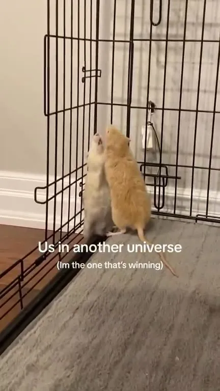 Mouse Wins the Alternate Universe Fight