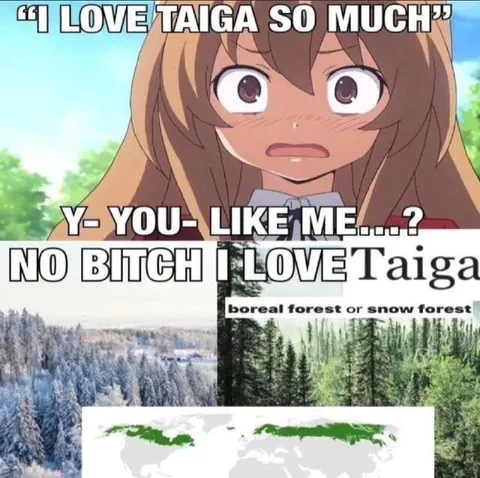 I Love Taiga So Much