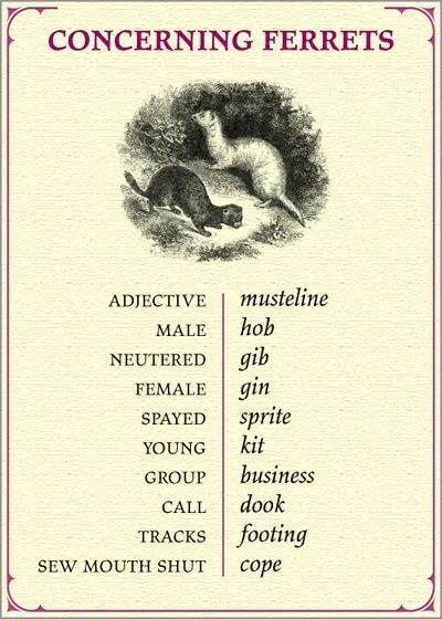 Concerning Ferrets Terminology Chart