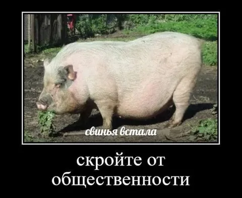 Свинья встала — скройте от общественности